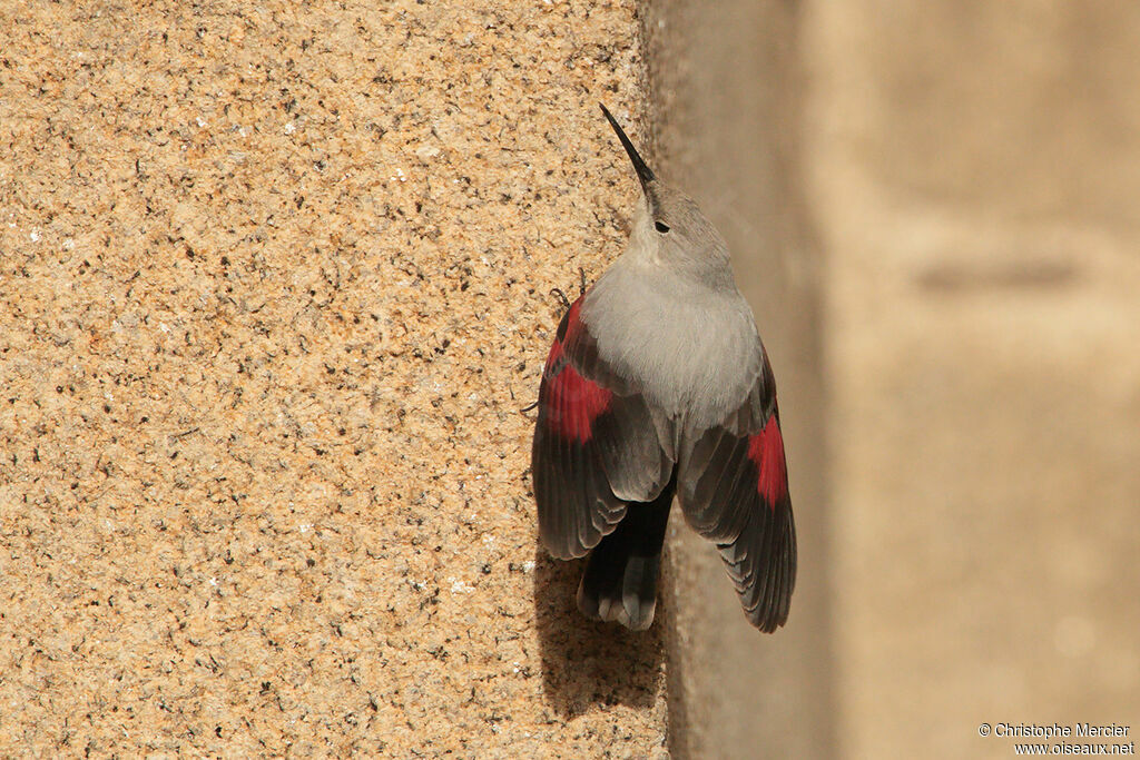 Wallcreeper