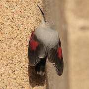 Wallcreeper