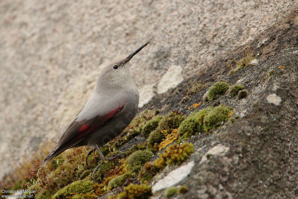 Wallcreeper female, identification