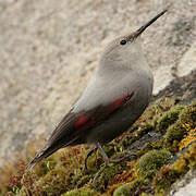 Wallcreeper