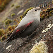 Wallcreeper