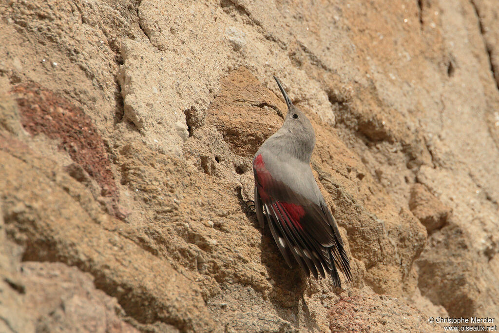 Wallcreeper