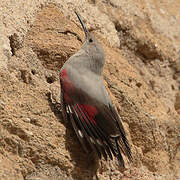 Wallcreeper