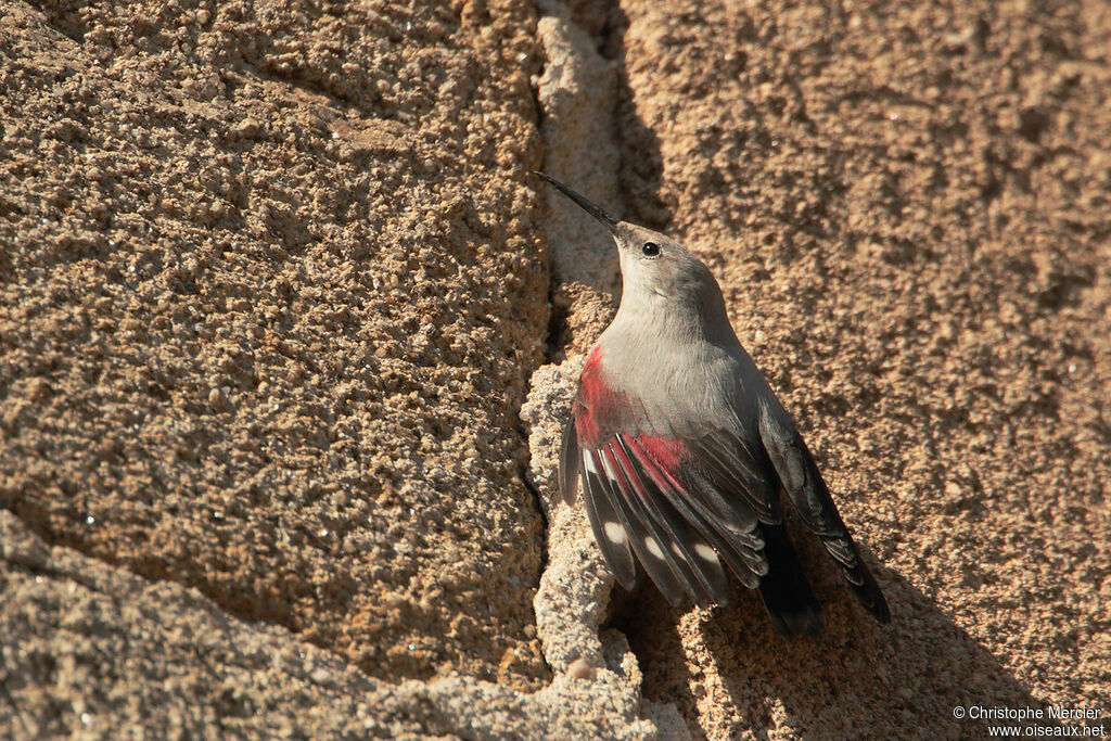 Wallcreeper