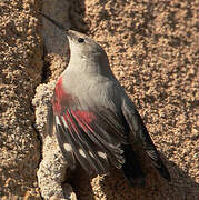 Wallcreeper