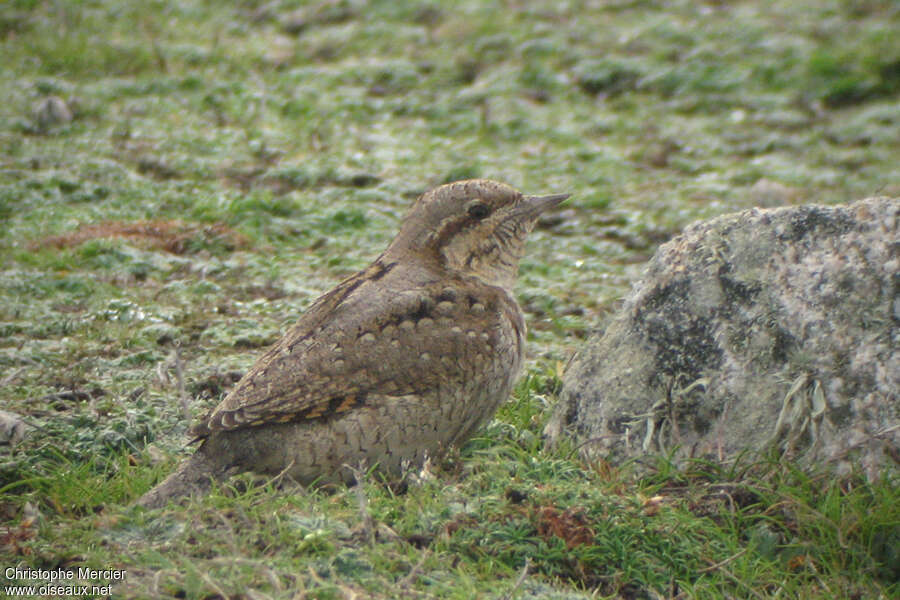 Torcol fourmilier1ère année, identification