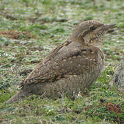 Eurasian Wryneck