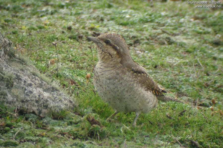 Eurasian Wryneck