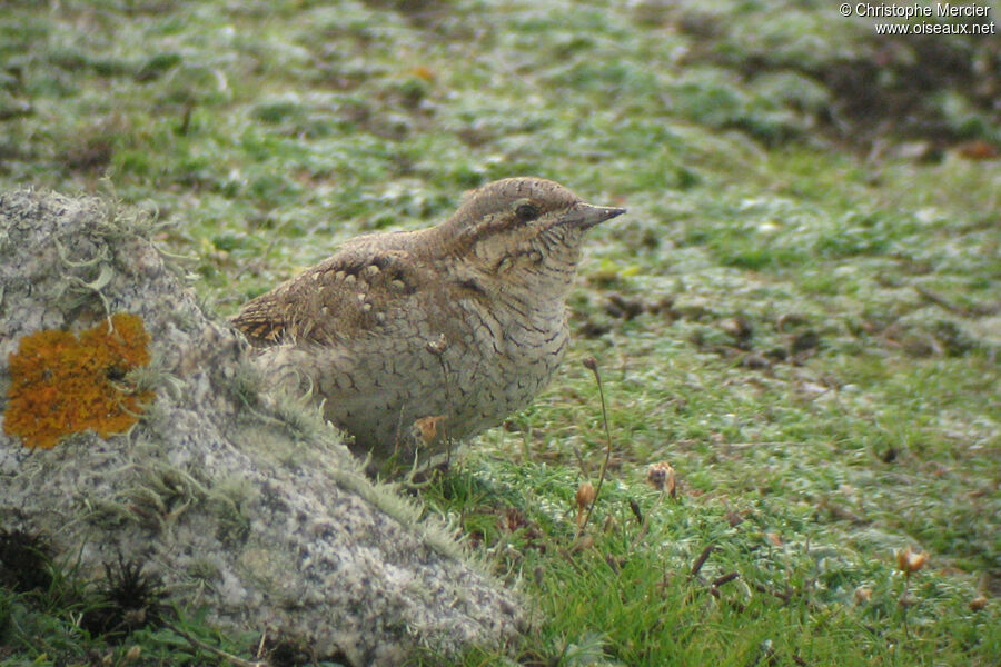 Eurasian Wryneck