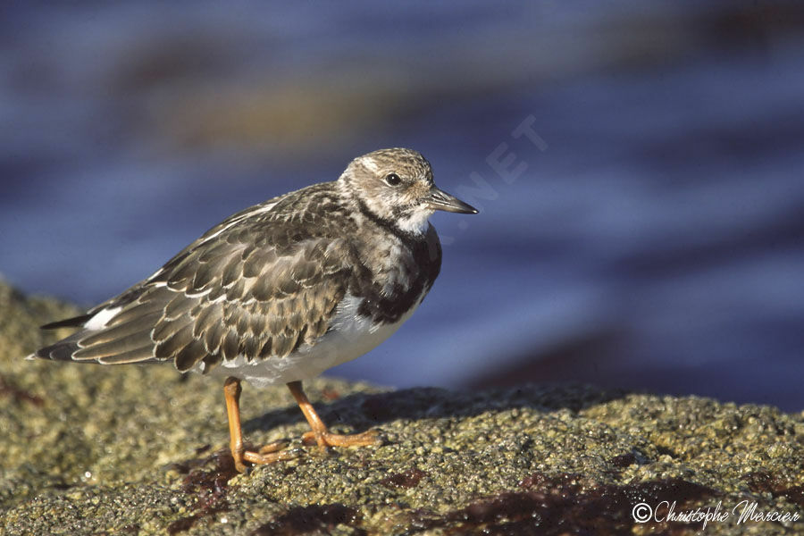 Ruddy Turnstone