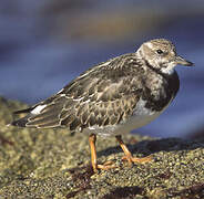 Ruddy Turnstone