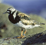 Ruddy Turnstone