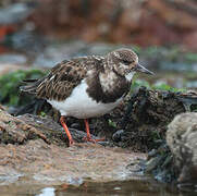 Ruddy Turnstone