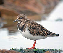 Ruddy Turnstone