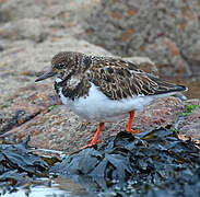 Ruddy Turnstone