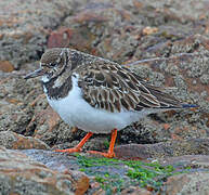 Ruddy Turnstone