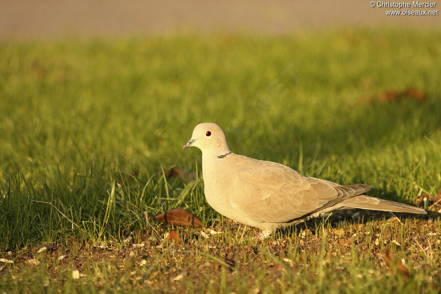 Eurasian Collared Dove