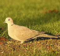 Eurasian Collared Dove