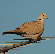 Eurasian Collared Dove