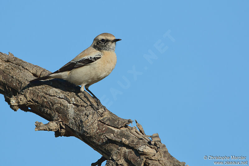 Desert Wheatear