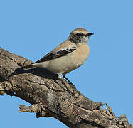 Desert Wheatear