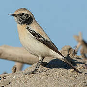 Desert Wheatear