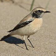 Desert Wheatear