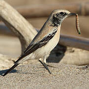 Desert Wheatear