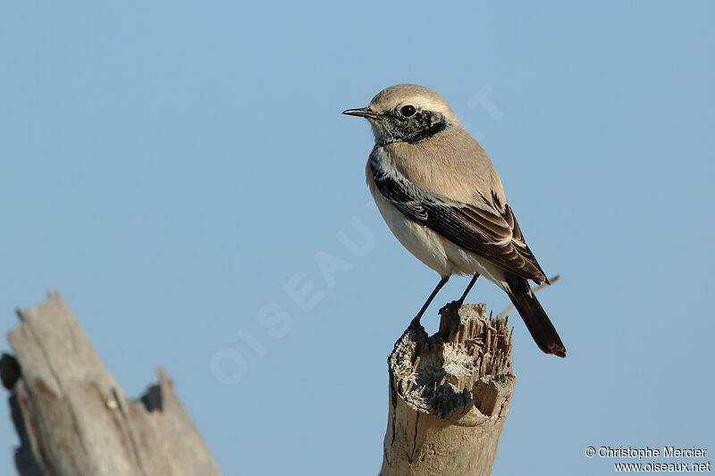 Desert Wheatear