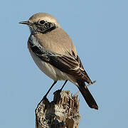 Desert Wheatear