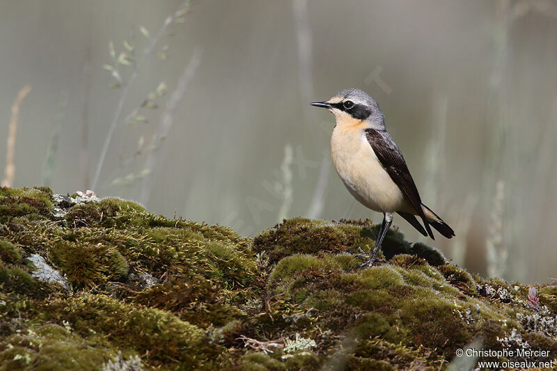 Northern Wheatear