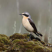 Northern Wheatear