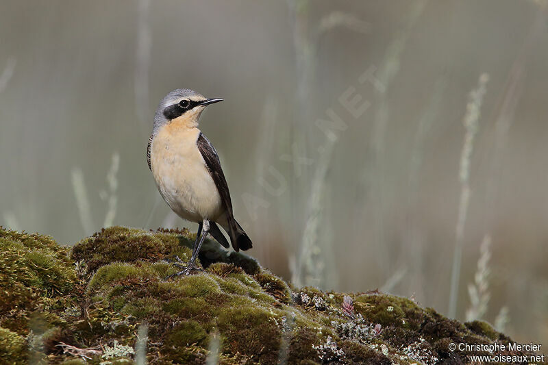 Northern Wheatear