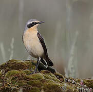 Northern Wheatear