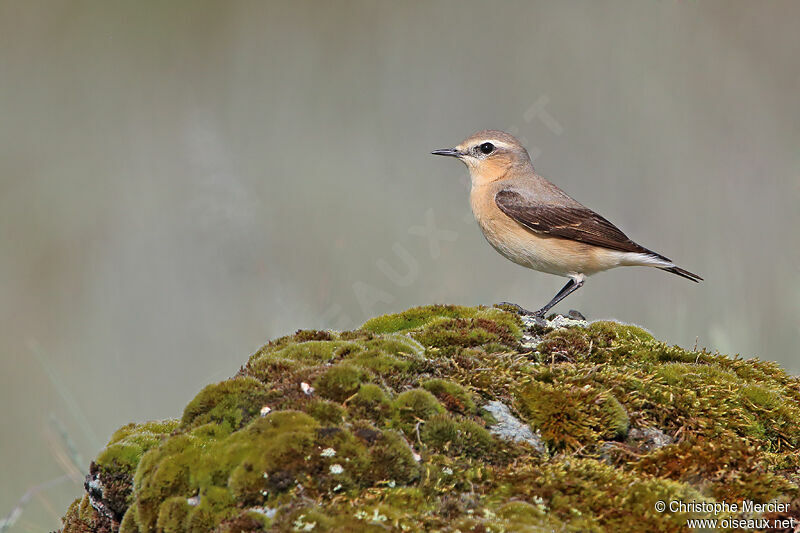 Northern Wheatear