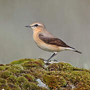 Northern Wheatear