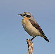 Northern Wheatear