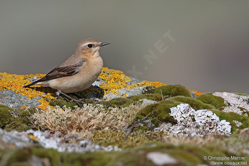 Northern Wheatear