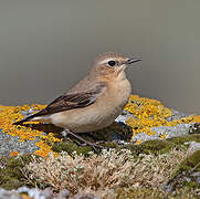 Northern Wheatear