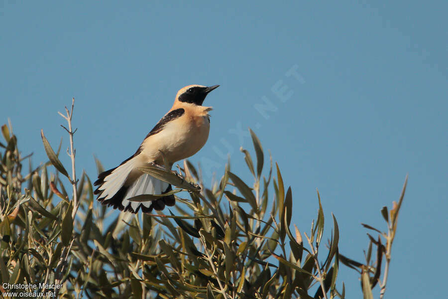 Black-eared Wheatear male adult breeding, courting display