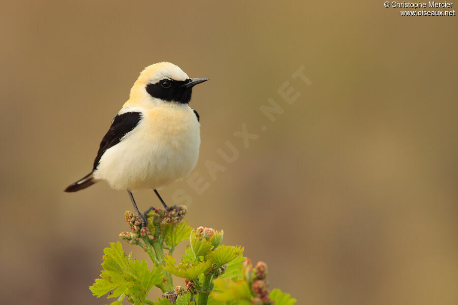 Black-eared Wheatear