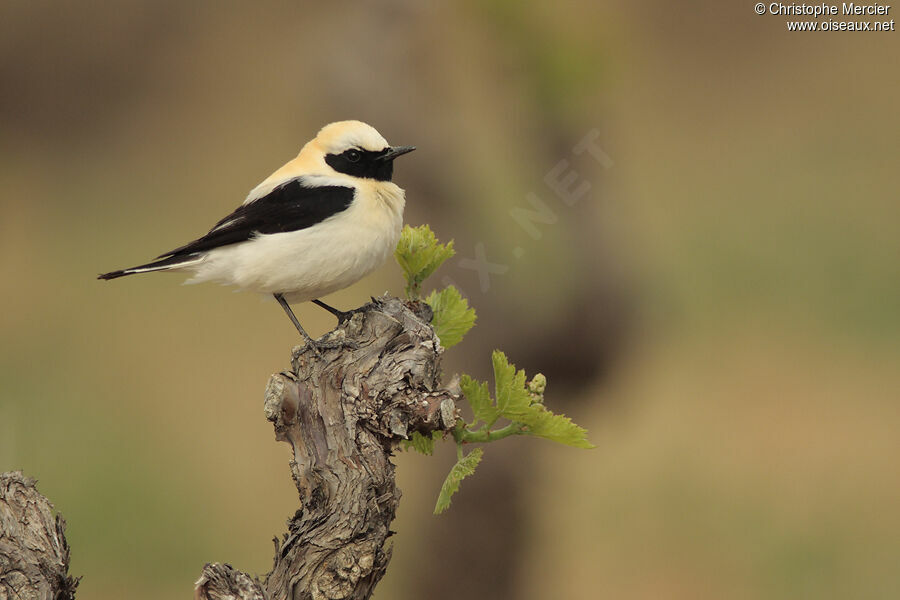 Western Black-eared Wheatear