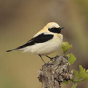 Black-eared Wheatear