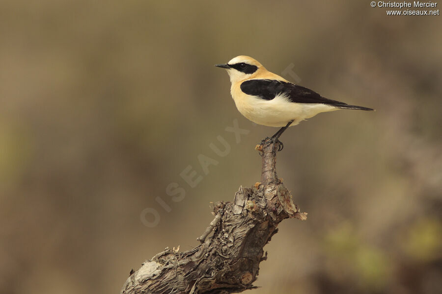 Western Black-eared Wheatear