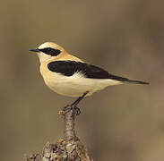 Black-eared Wheatear