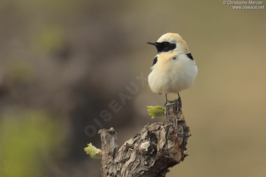 Black-eared Wheatear