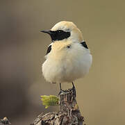 Black-eared Wheatear