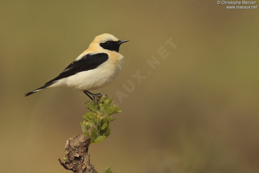 Black-eared Wheatear