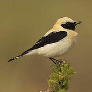 Black-eared Wheatear