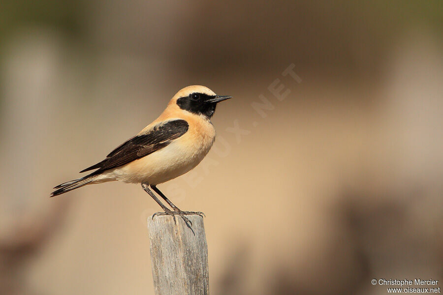 Western Black-eared Wheatear